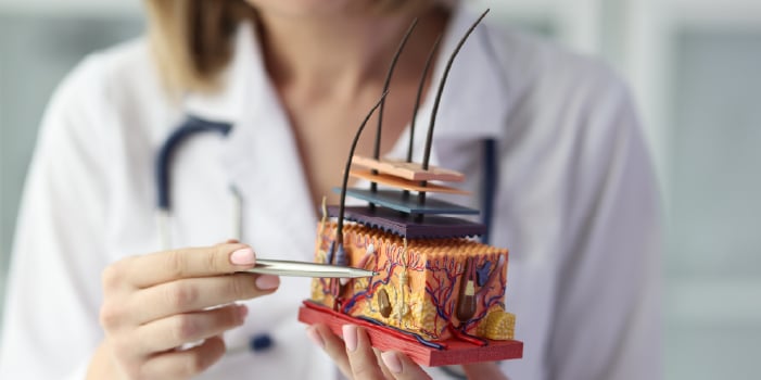 Aesthetician holds skin anatomy model.